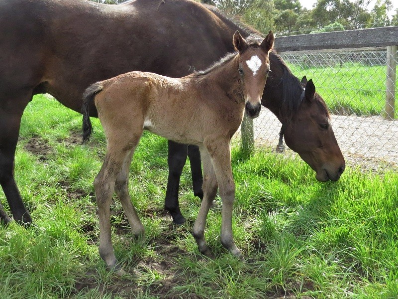 127 Mystic Dancer x Highland Reel bf 25-9 2d